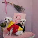 단추펫살롱 이미지