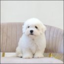 유어펫 라운지 강아지분양 이미지