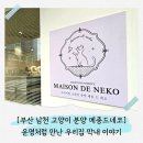 라메종109 | 부산 남천 고양이 분양, 메종드네코에서 운명처럼 만난 막내 이야기 🐾