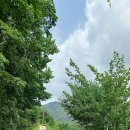 효석문학100리길 제5-1구간 Daum카페