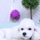 엘리펫 살롱 이미지