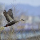 오리 날다 이미지