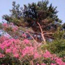두리오 | <추일잡감(秋日雜感)>, 청대 진자룡의 한시