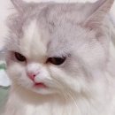 한션