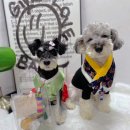 앙글몽글 이미지