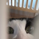 인덕원동물의료센터 | 142. 고양이 FCE 발병 5주차 상태 인덕원동물의료센터 진료-쩜이