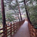 치유의 숲 이미지