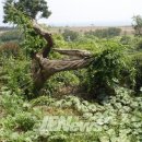 예래 본향당 이미지