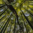 맹종죽림의 빛 이미지