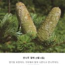 " 가문비 나무" -아 고산 지대 식물입니다 - 이미지