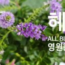Hebe(헤베) 이미지