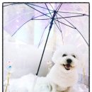 멍is뭔들 이미지