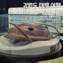 태백고생대자연사박물관 | 강원도 태백 고생대 자연사 박물관, 아이와 여행 가볼만한곳 추천