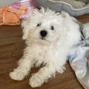 제이앤제이그루밍 | 구팔이 | 4개월 비숑 배냇미용 후기