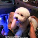 퍼피맘