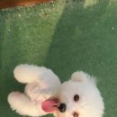 독스(Dog's) 이미지