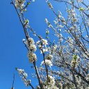 대관령 사파리 목장 이미지