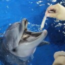 울산광역시남구도시관리공단(장생포고래생태체험관) 이미지