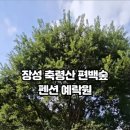 장성편백숲황토펜션 | 장성 축령산 펜션 예락원 편백나무숲 숙소 치유의숲 광주근교 상무대근교 가족 모임 단체 펜션 숙소