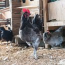 늘푸른청계농원 이미지