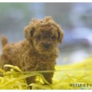 이리오개 이미지