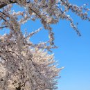 남대천제방길 이미지