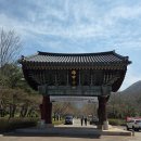 기찬 숲탐방 | 전남 영광 가볼만한 곳 - 상사화 군락지 불갑사 탐방후기