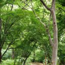 함양토종약초 이미지