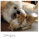 하룻강아지 이미지