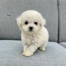 댕냥구리 강아지분양 고양이분양 구리본점 이미지