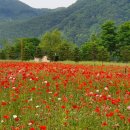 자라섬 관광안내소 이미지