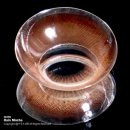 (주)레인아이 | 오렌즈 NEW 레인블랙 신규컬러 레인모카 차분한 딥 브라운