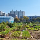 추대농장 | 주말농장 득과 실? 활용 장점 파헤치기!