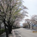 경포호수변 벚꽃길을 따라서... 이미지