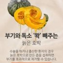 호박 Daum카페