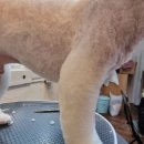 그루밍, 모아 이미지