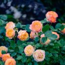 명정농장 이미지