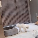 보듬보듬 애견호텔 이용후기