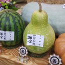 경화청과
