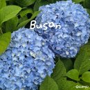 양산누리길 | 부산 대천천누리길 수국 사람 많지 않은 명소 실시간 개화상황 주차장 유아숲