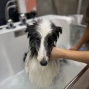 잇츠그루밍타임 서초점 이미지