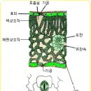 한국춘란 배양에 필요한 농약의 효과적 사용법 04 이미지