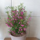 상춘꽃농원 이미지