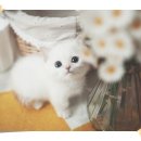 아담스펫 강아지분양 고양이분양 강남점 이미지