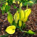 아메리카 스컹크캐비지 [늪랜턴, Lysichiton americanus, American skunk cabbage] 이미지