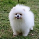 부산애견 이미지