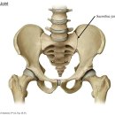 천골(Sacrum)의 중요성 이미지