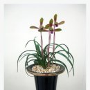 한국춘란 전시회 이미지