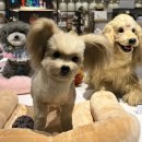 pet144더2499 | [솜담] 반려견 아트돌/양모펠트/초상화 전시회