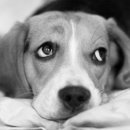 나의 강아지에게 이미지